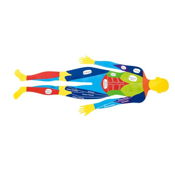 Puzzle do nauki anatomii PE915